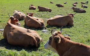 Image of cows shows why flatulence is better than wind